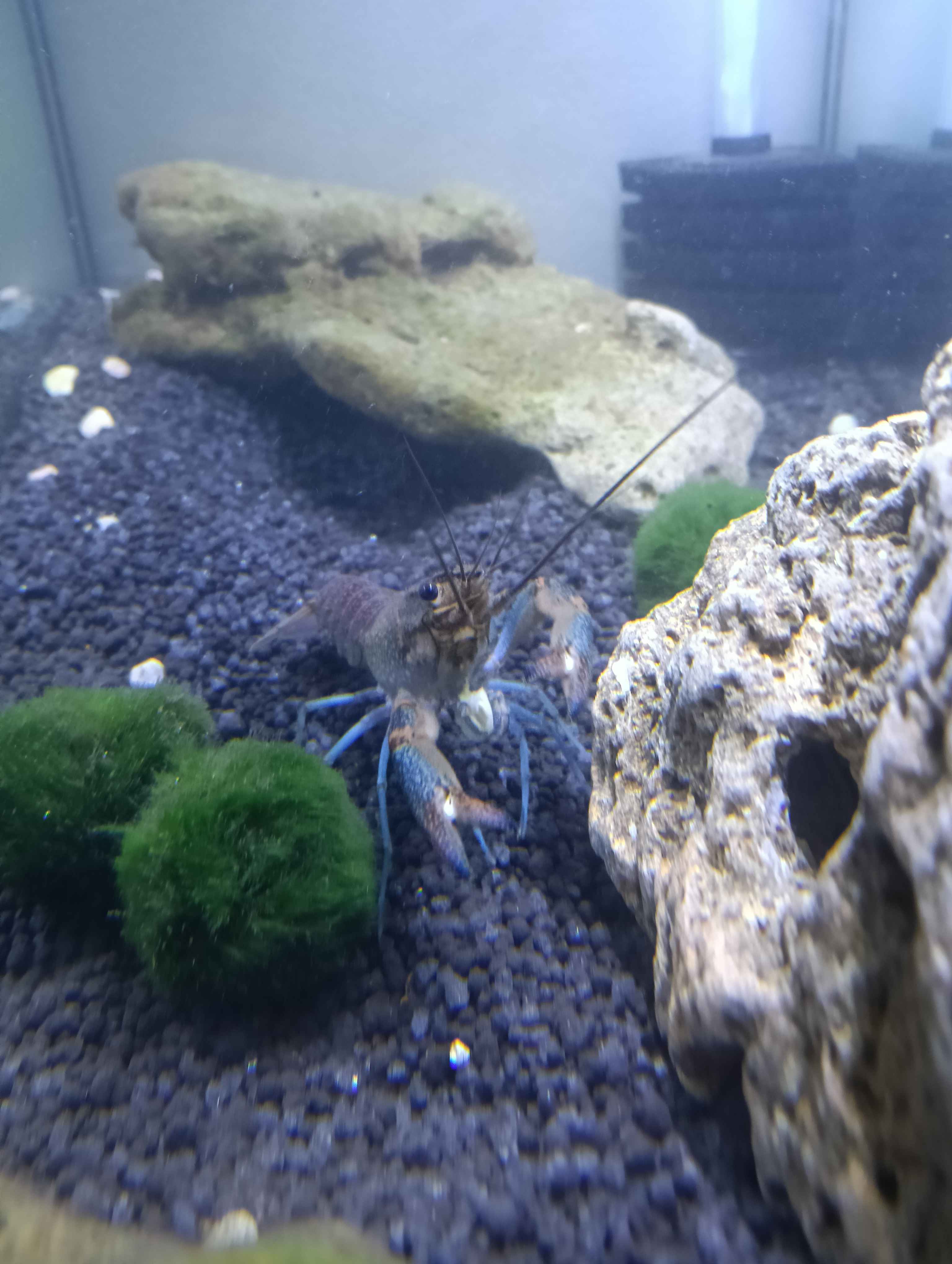 Name for ria's lobster