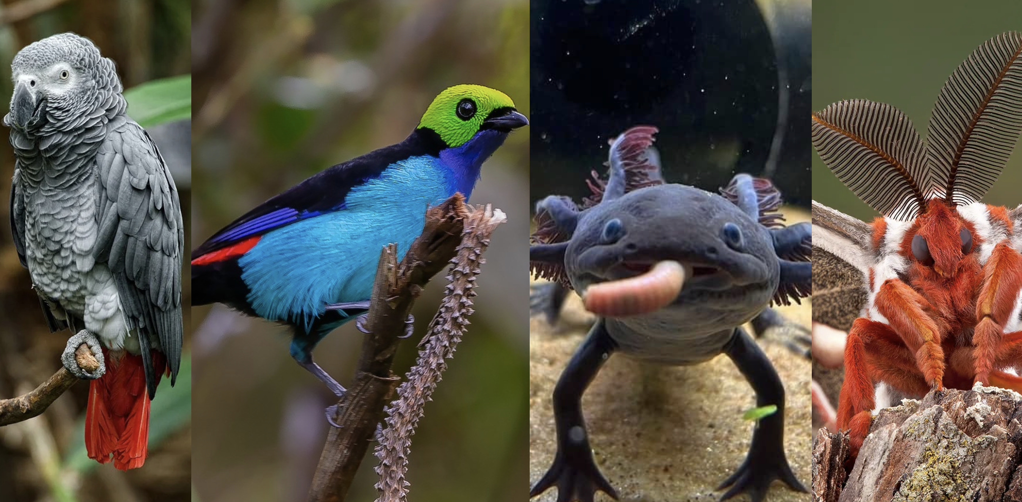 Cleanest Animals OAT