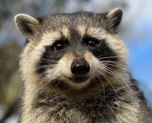 Fadel's Racoon Obesssion Bracket