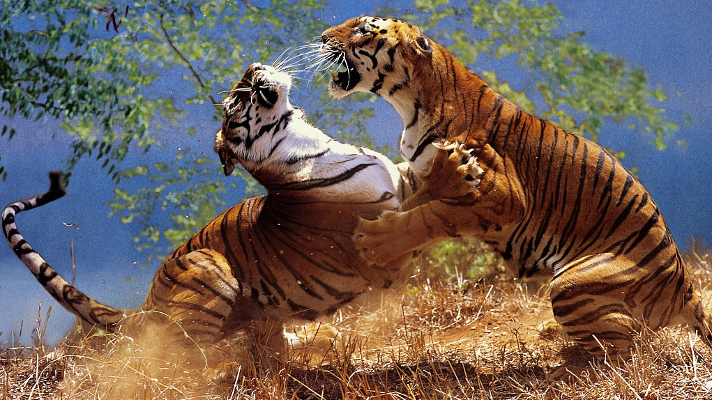 Animal 1v1 Tournament (Compy)