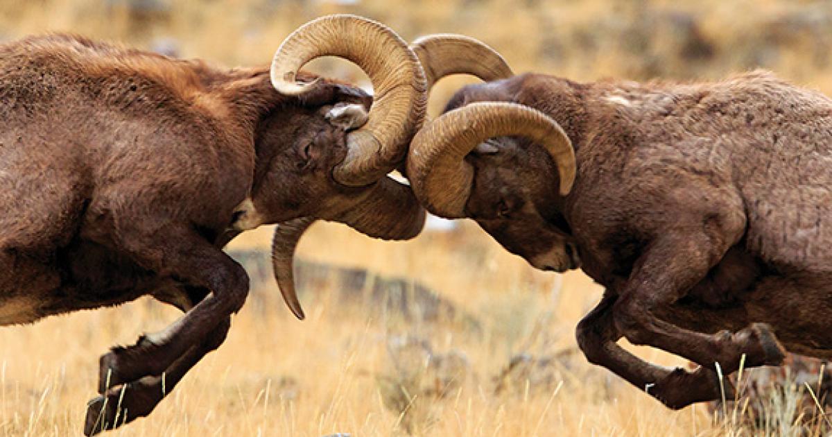 Battle of Horns, Tusks, & Antlers 