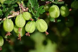 gooseberry