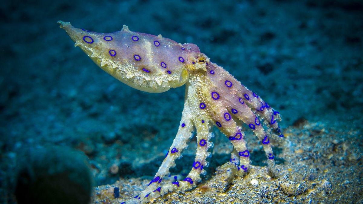 Blue-ringed octopuses 