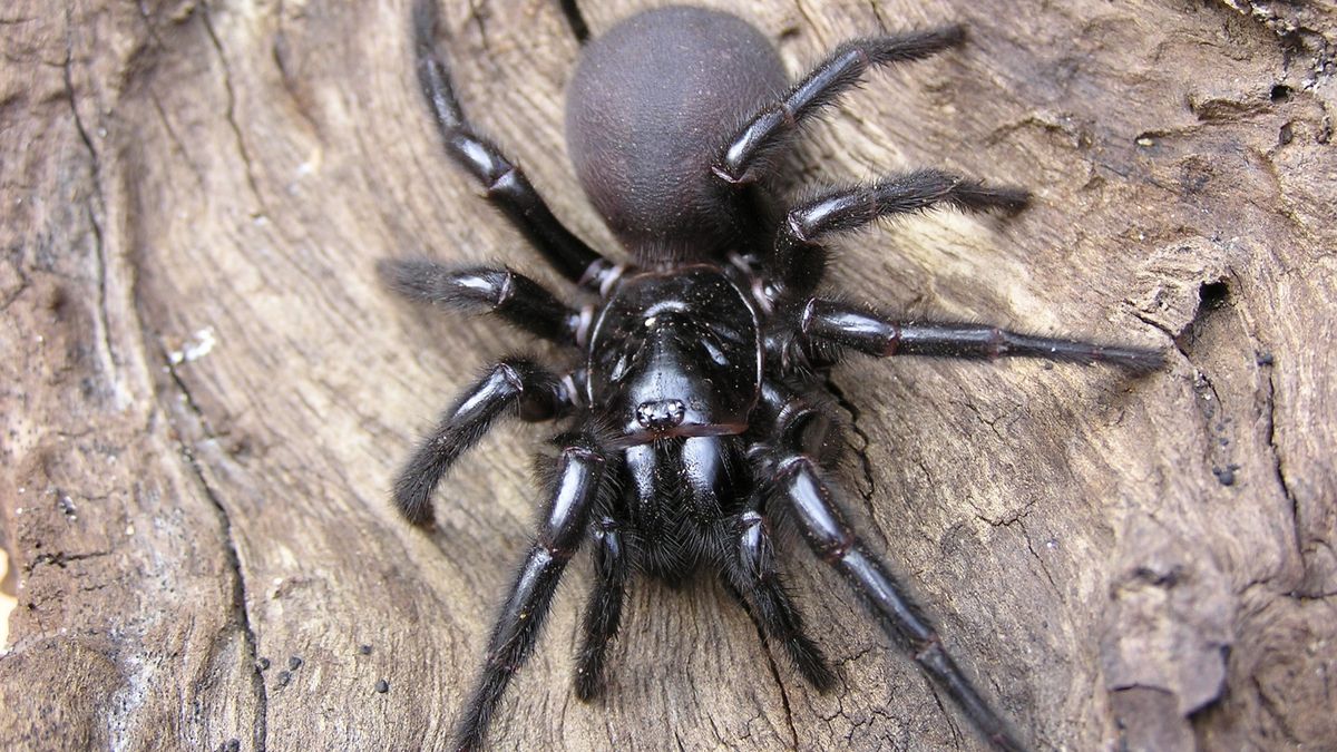 Sydney funnel web spiders 