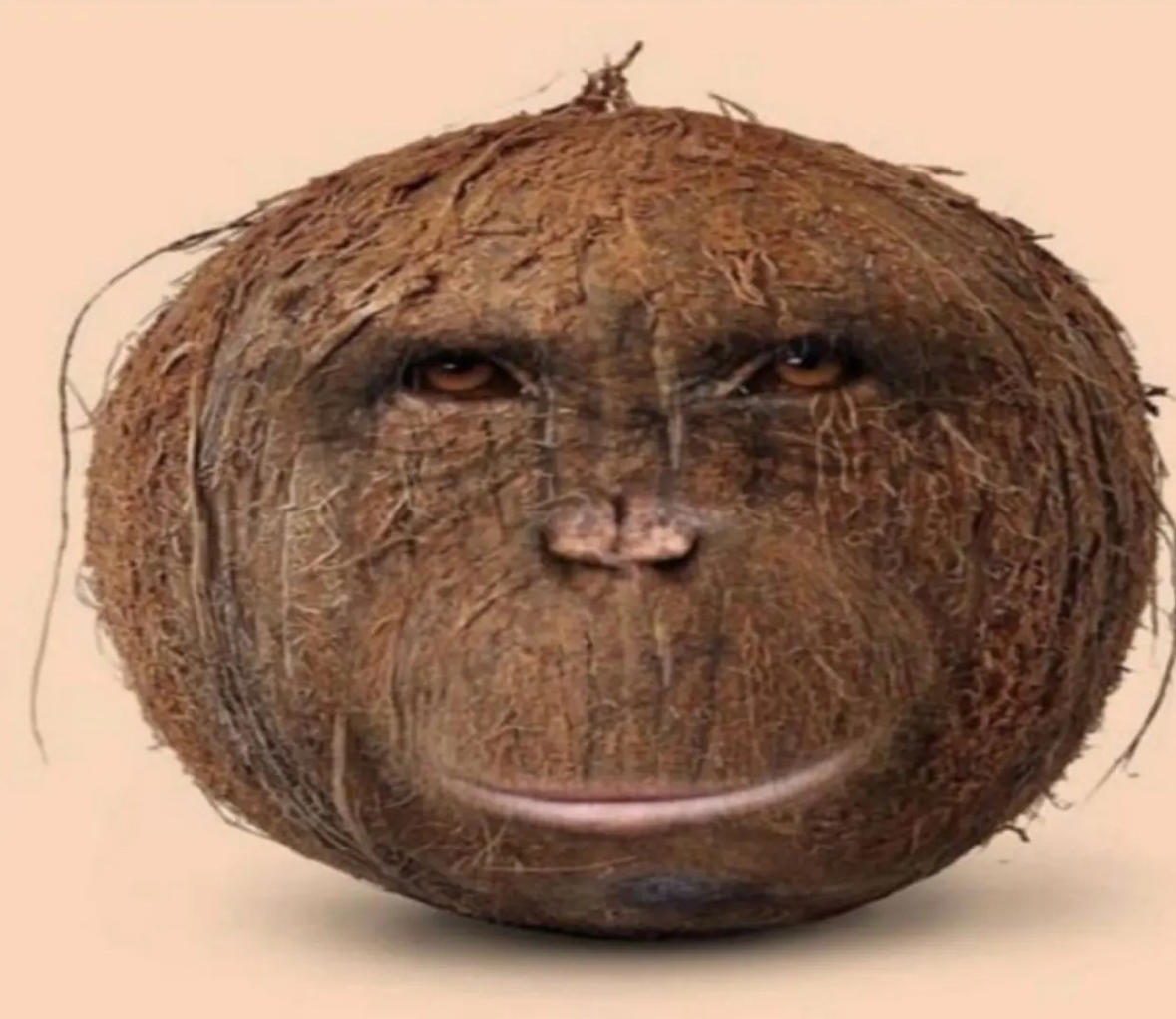 Monkey Coconut
