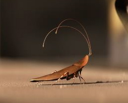 Walle Cockroach
