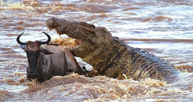 Nile Crocodile