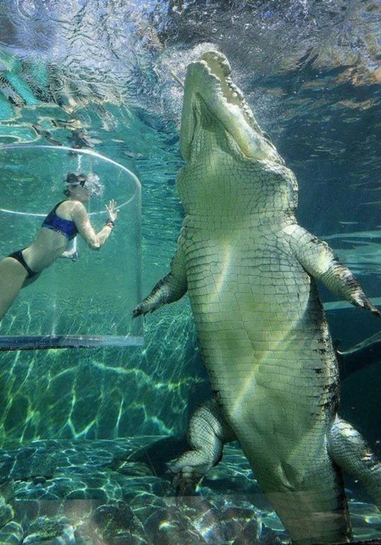Saltwater Crocodile