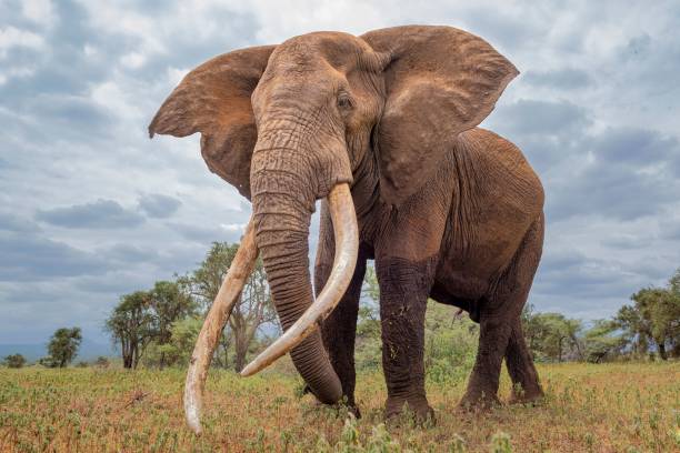 African Elephant