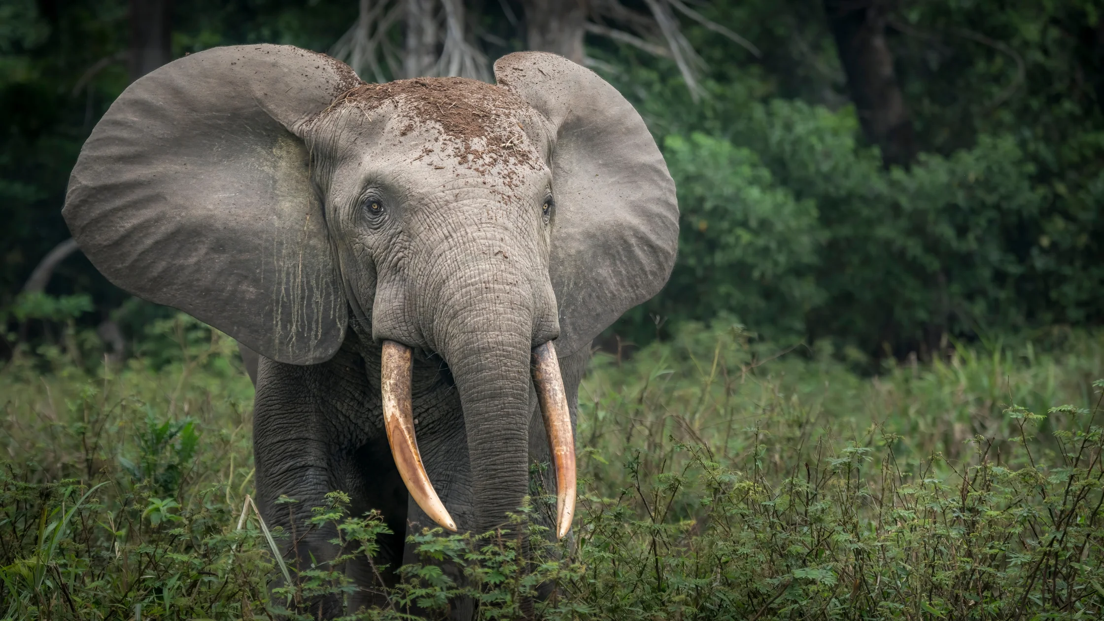 African Forest Elephant