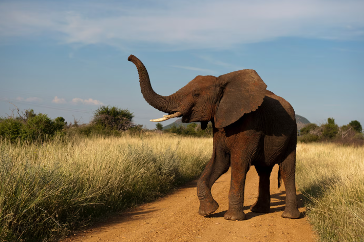 African bush Elephant