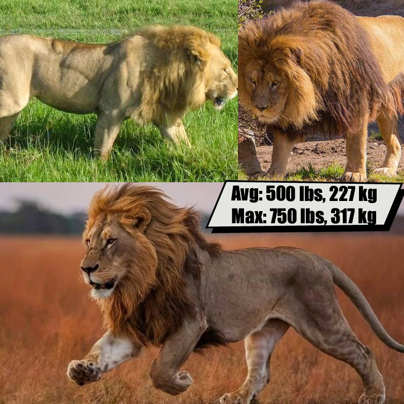 African Lion