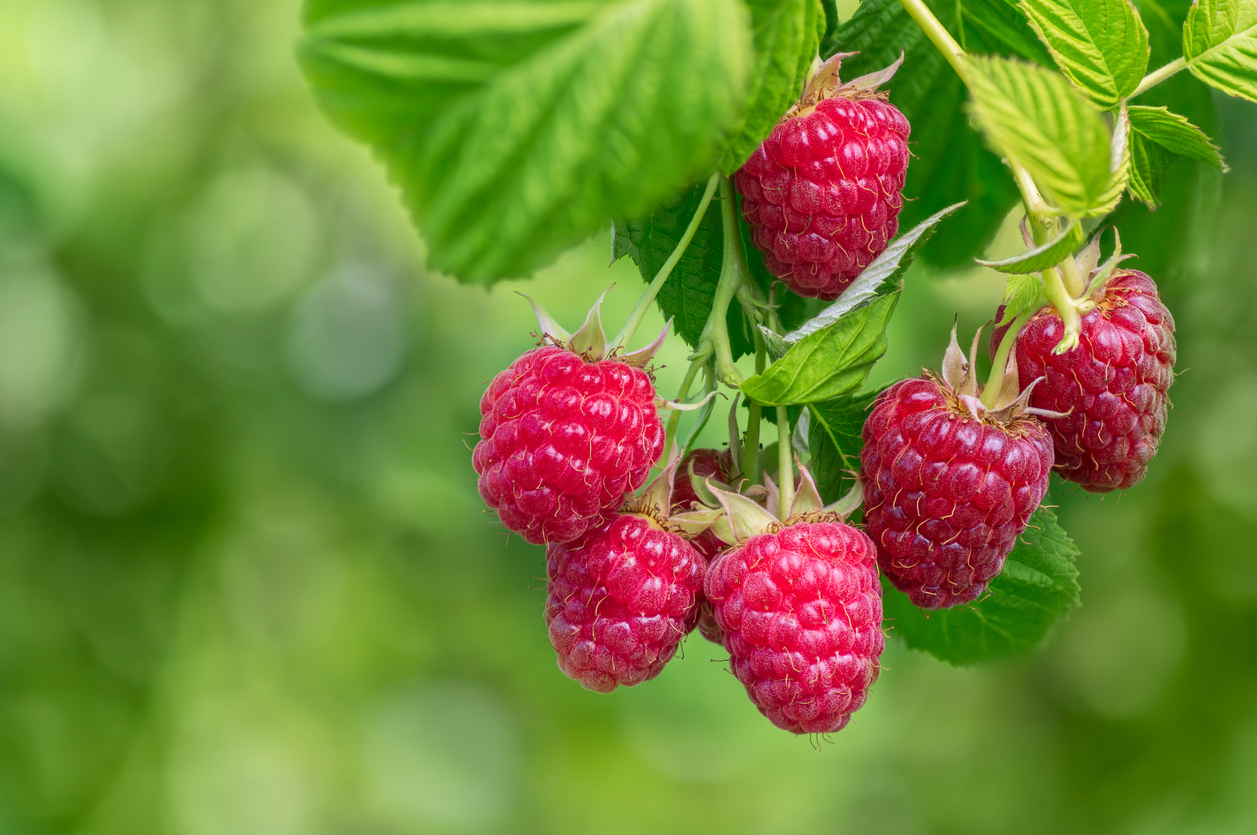 Raspberry