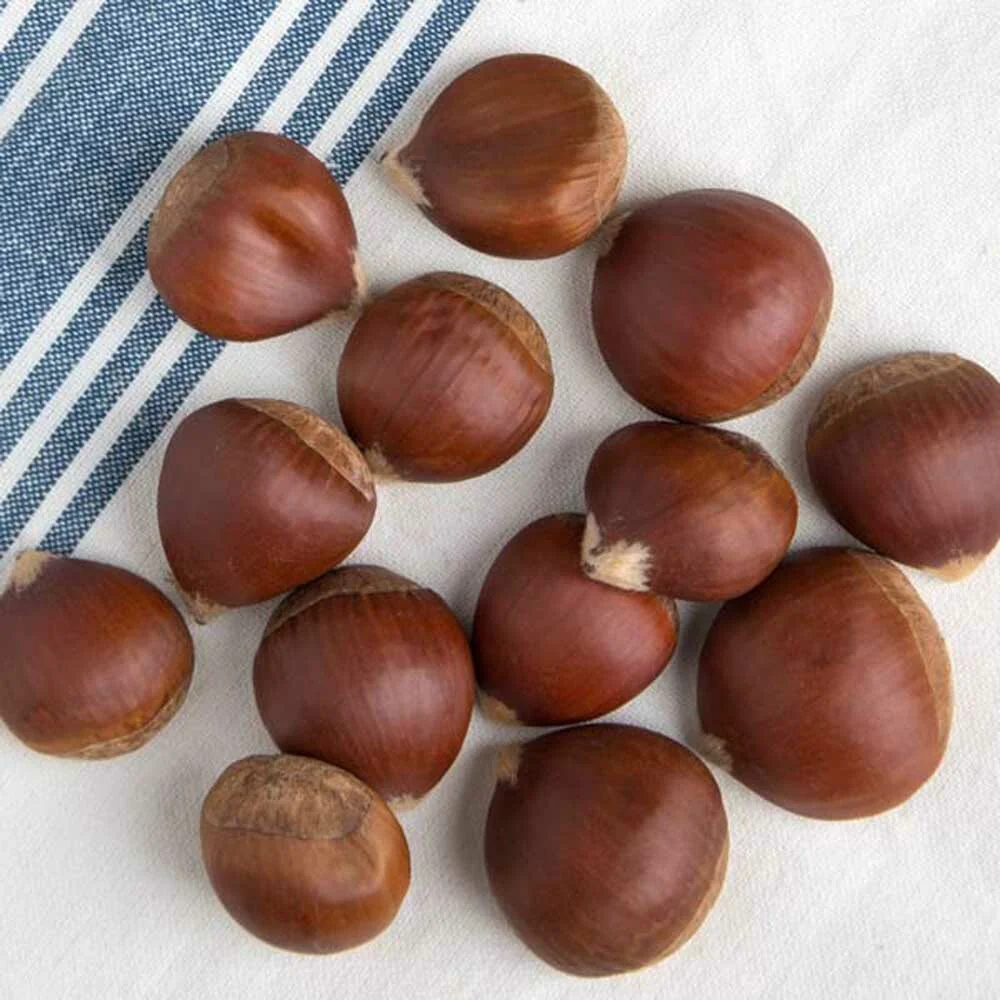Chestnut