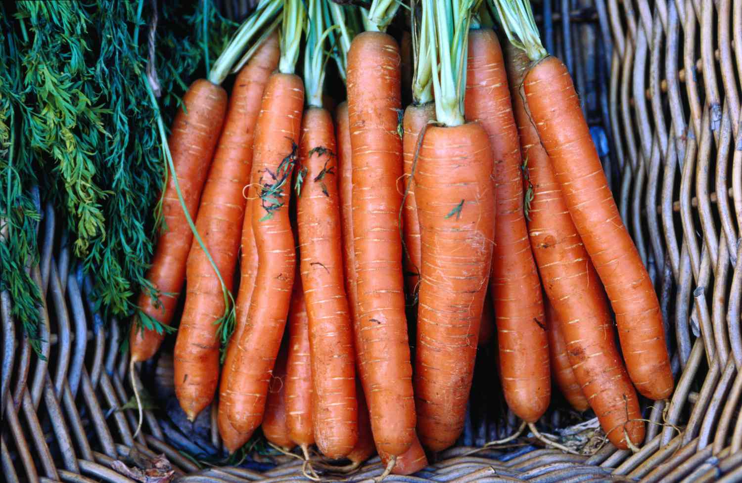 Carrot